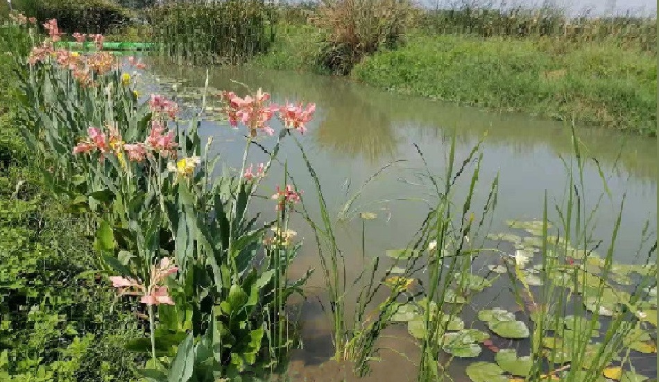 晉江市龍湖水治提升課題研究